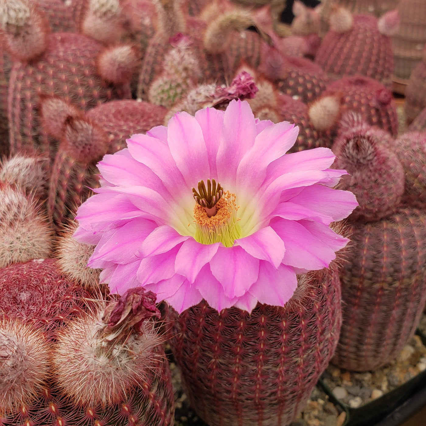 rainbow succulent plants for sale Buy "Rainbow Hedgehog Cactus - Echinocereus rigidissimus rubispinus" Care and Info