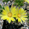 Mammillaria longimamma