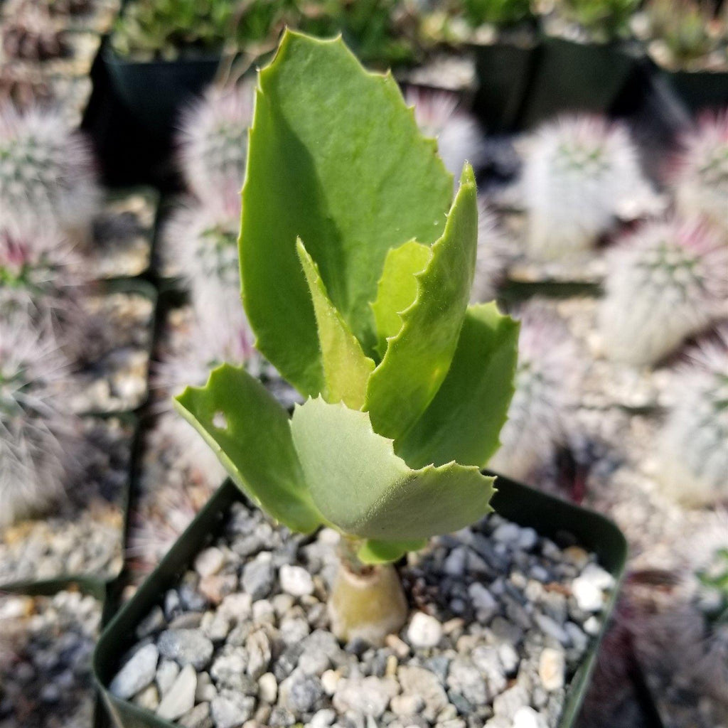 Cyphostemma cirrhosum