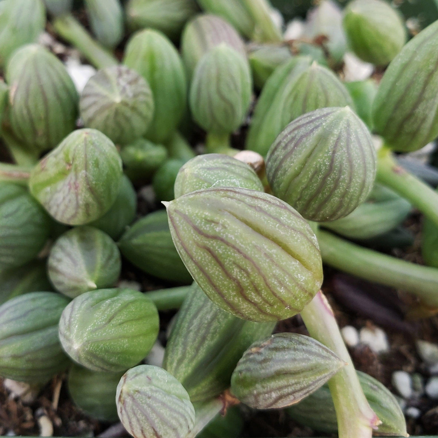 watermelon succulent String of Watermelon – Senecio herreianus