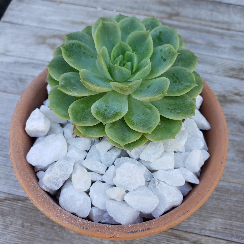 White pebbles Rock Cactus and Succulent Top Soil Dressing