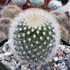 Mammillaria Pilcayensis