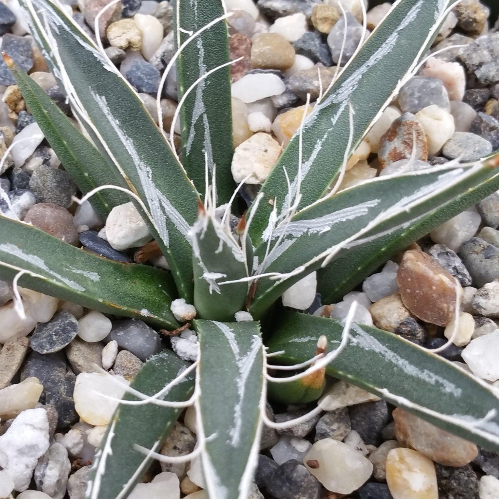 Agave toumeyana bella