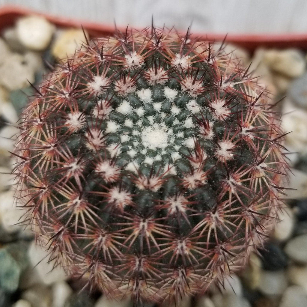 Notocactus rutilans