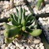 Othonna clavifolia