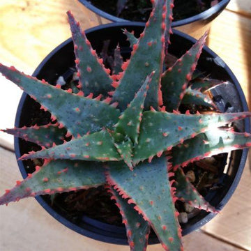 red aloe vera plant for sale Aloe christmas sleigh 4" Pot