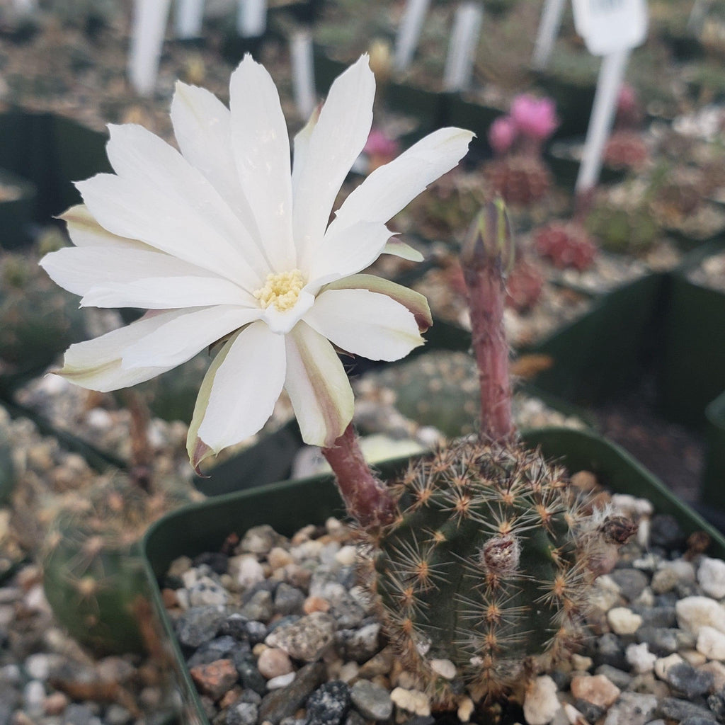 Pygmaeocereus bylesianus