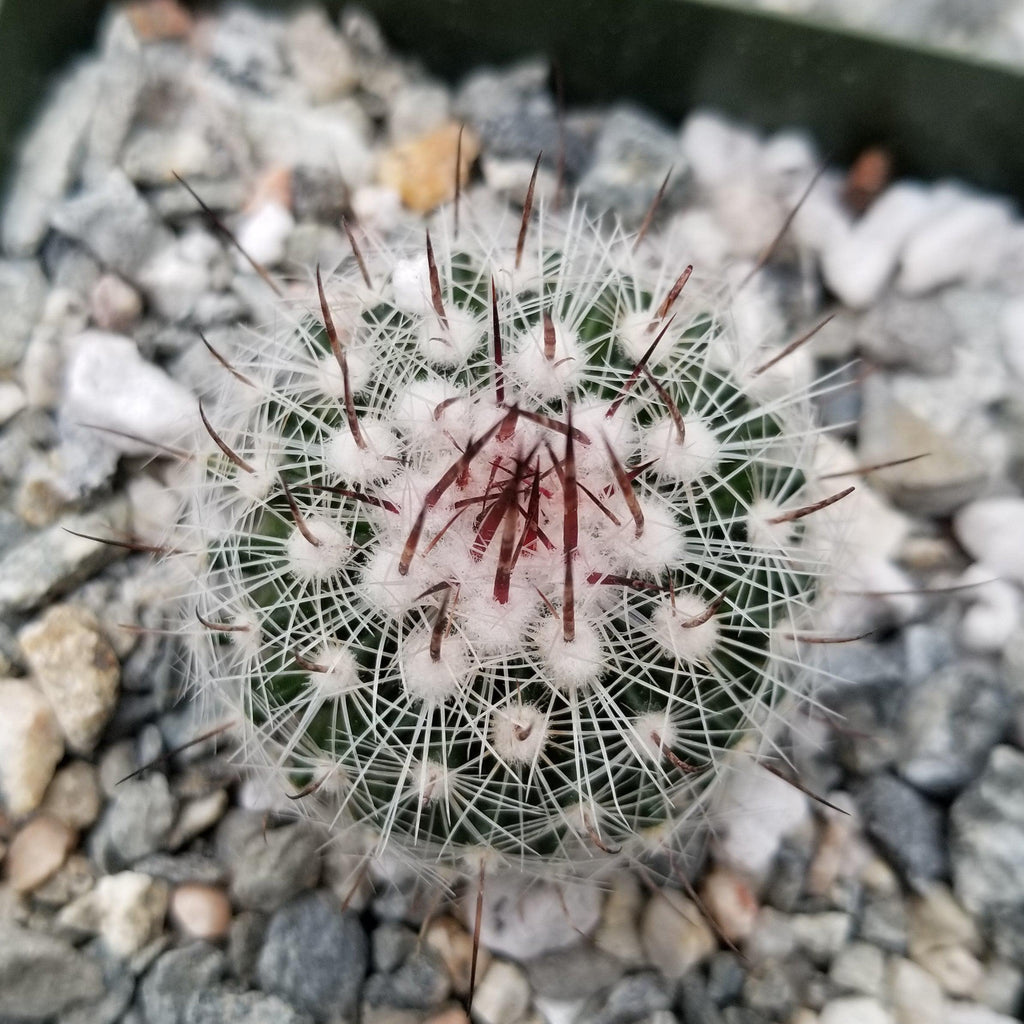 Stenocactus lloydii