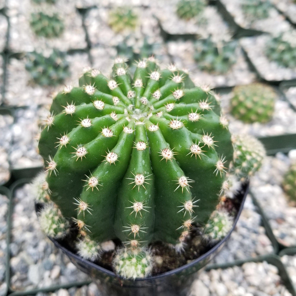 Echinobivia Hybrid Rainbow Bursts
