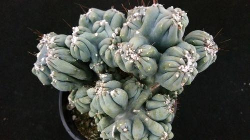 Cereus forbesii monstrose &