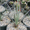 Desert Spoon Plant ‘Dasylirion wheeleri’