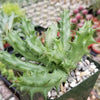 Huernia Nova Mccoy