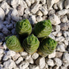 Crassula Columella