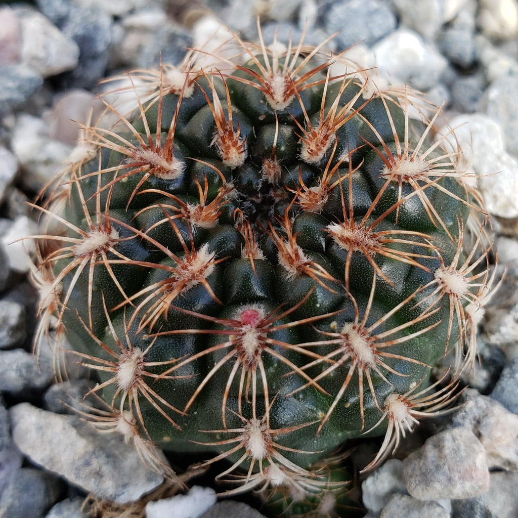 Gymnocalycium mesopotamicum