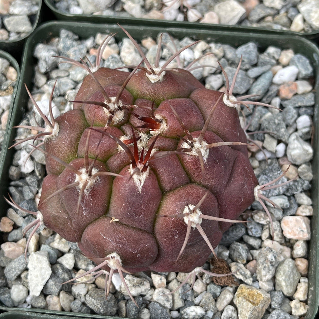 Gymnocalycium marquezii