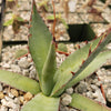 Agave shawii goldmeniana