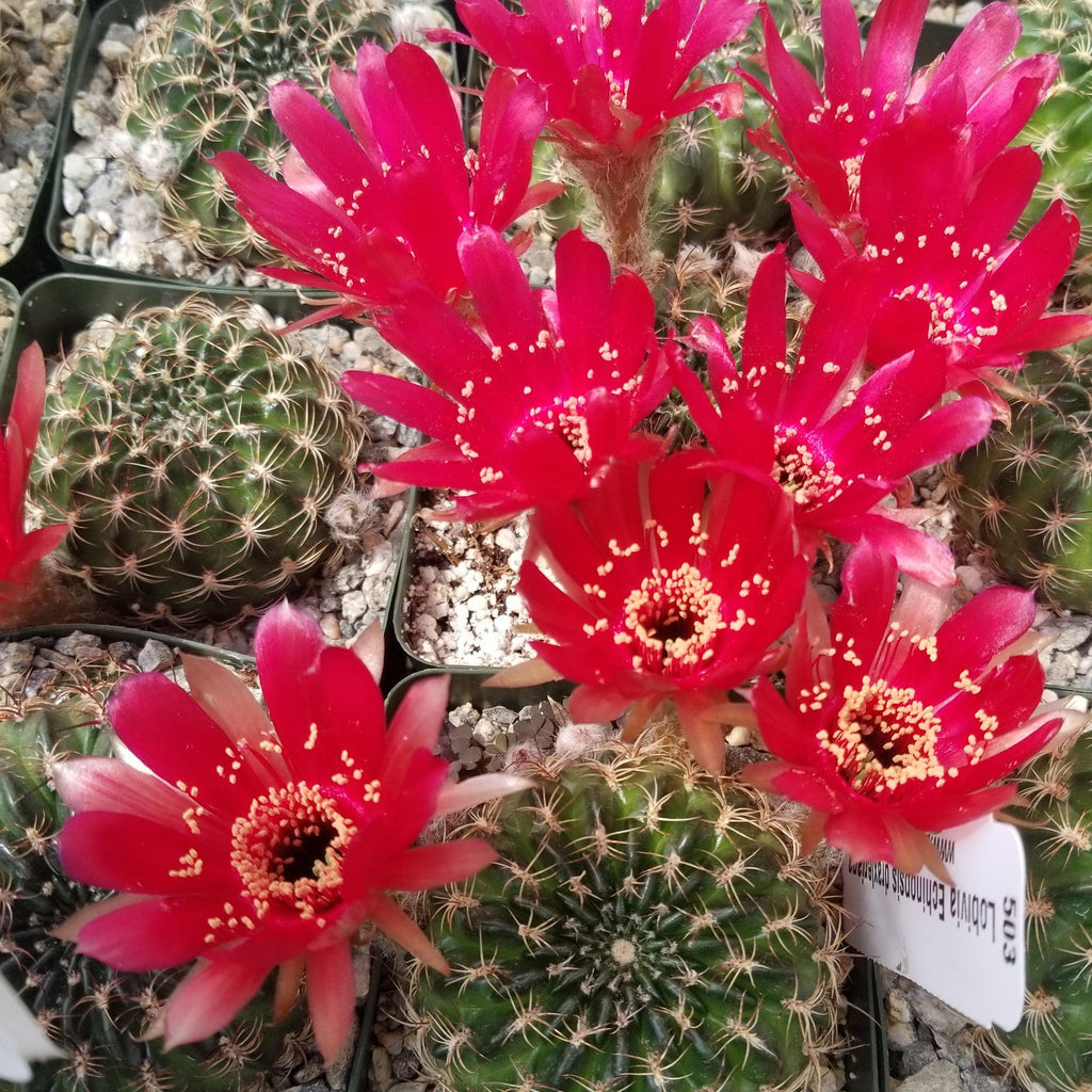 Lobivia or Echinopsis draxleriana