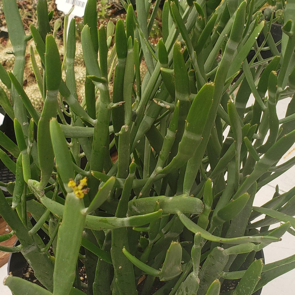 Euphorbia xylophylloides