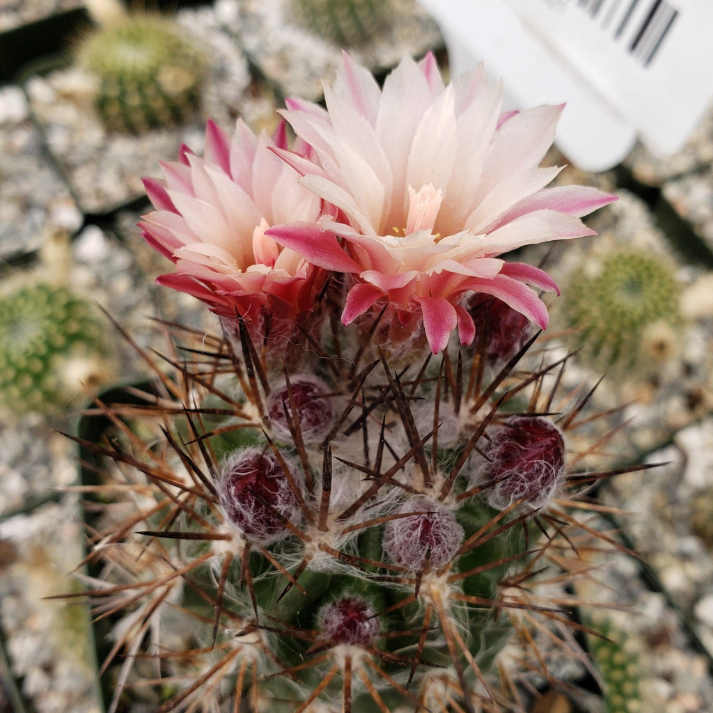 Neochilenia floccosa