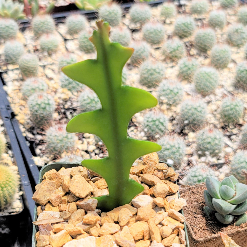 Fishbone Cactus ‘Selenicereus anthonyanus’ - Ric Rac Cactus