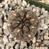 Gymnocalycium lukasikii