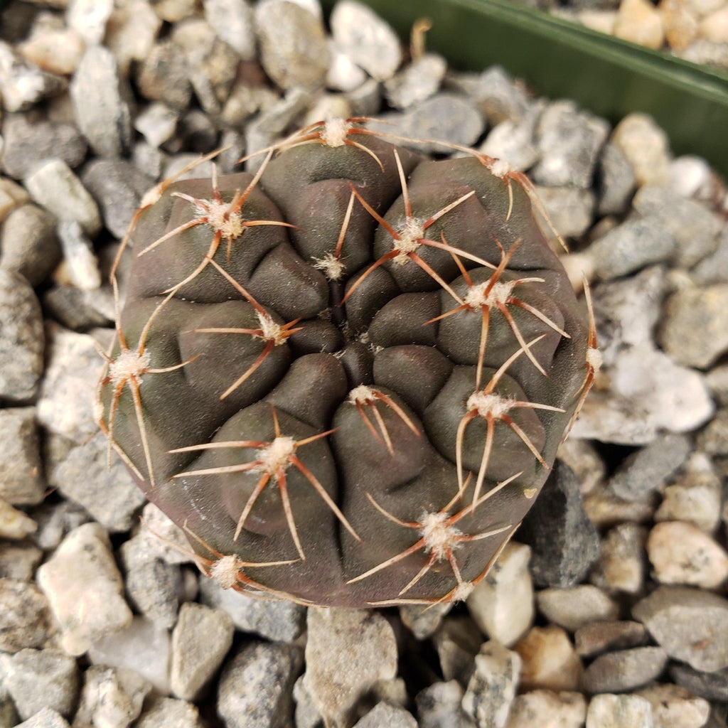 Gymnocalycium lukasikii