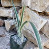 Dianella tasmanica variegata