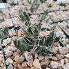 Paper Pine Cactus - Maihueniopsis glomerata