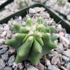 Ferocactus glaucescens &