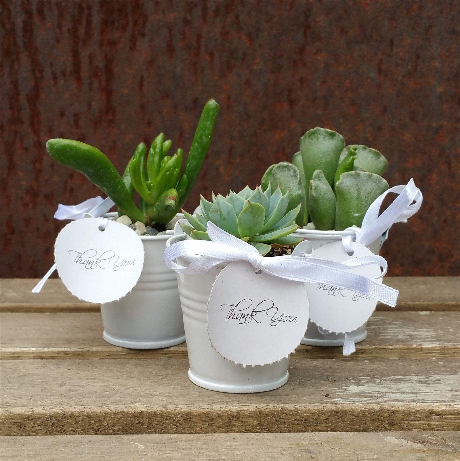 3 mini succulents in tin pails wedding or party favor arrangements