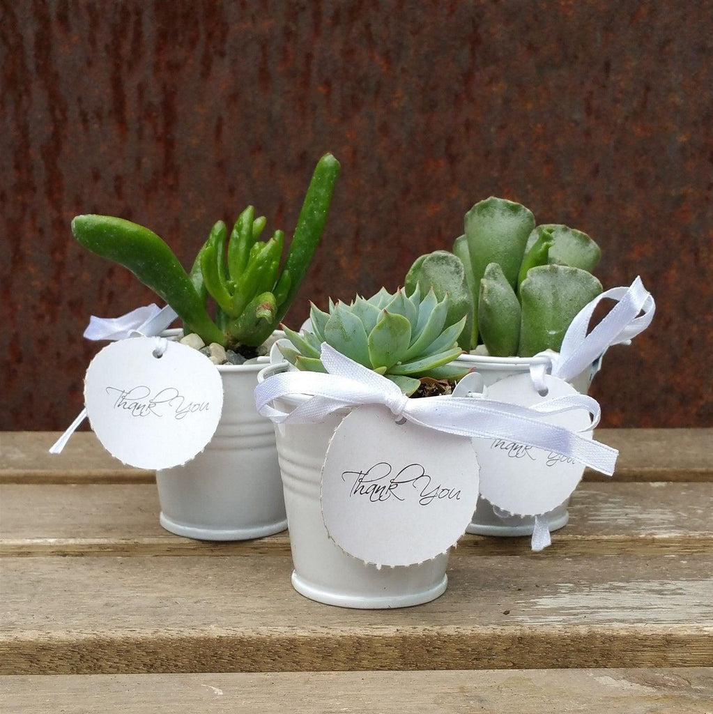 mini succulent party favors 3 mini succulents in tin pails wedding or party favor arrangements