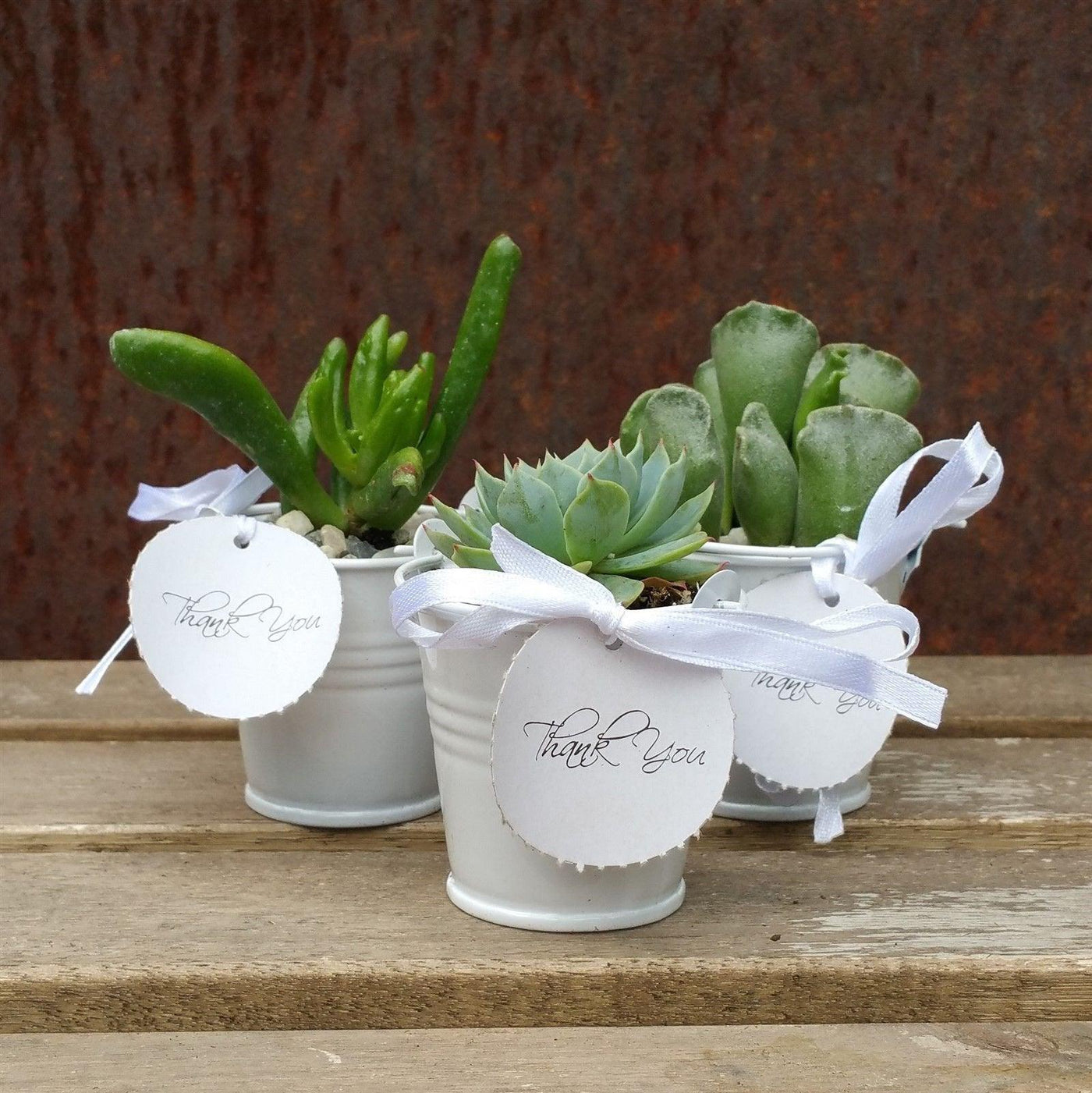 wedding favor succulent pots 3 mini succulents in tin pails wedding or party favor arrangements – Planet Desert