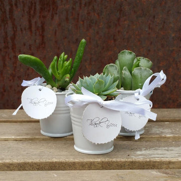 succulent planting party 3 mini succulents in tin pails wedding or party favor arrangements – Planet Desert