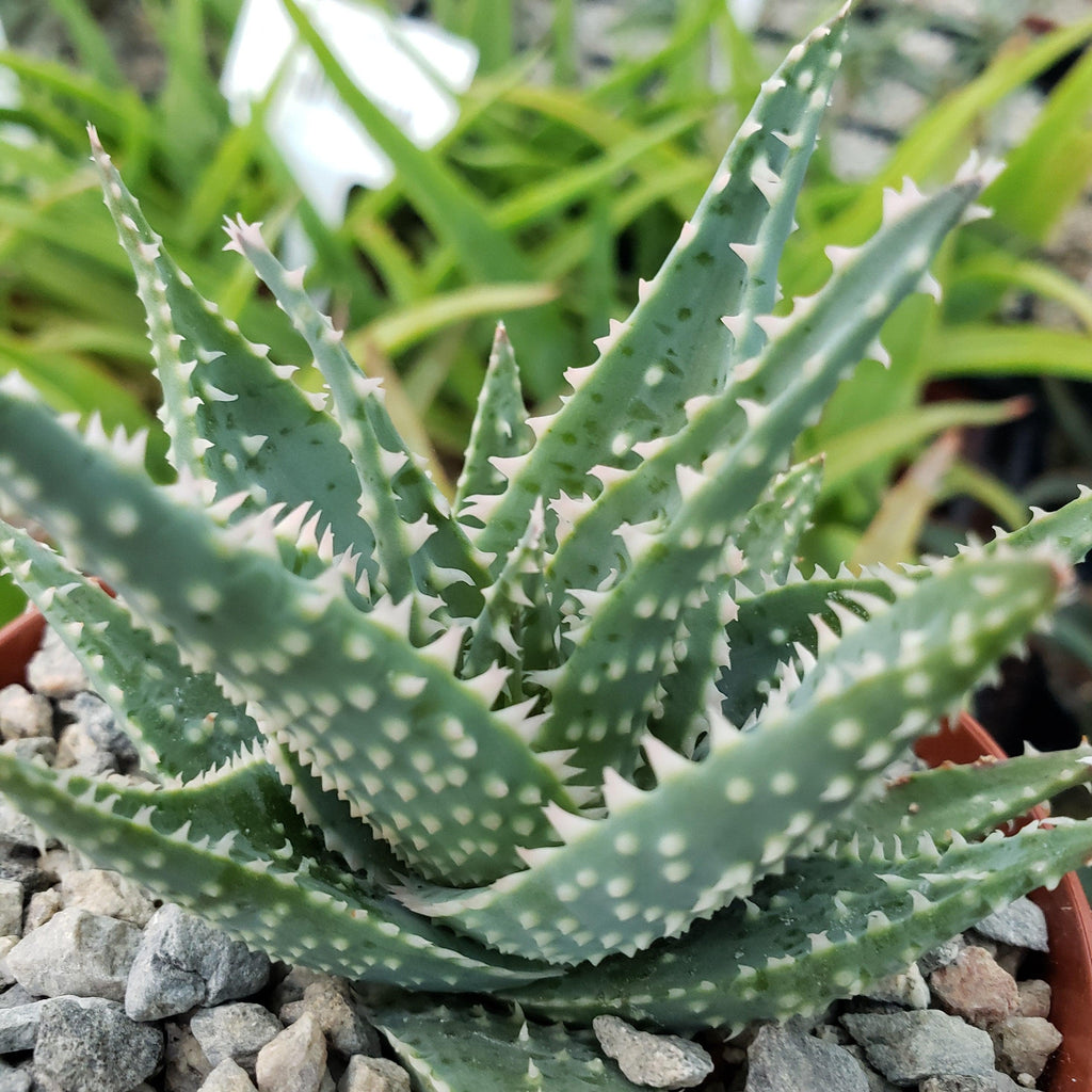 Aloe jimmy little gator