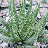 Aloe Humilis