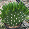 Opuntia subulata cristata