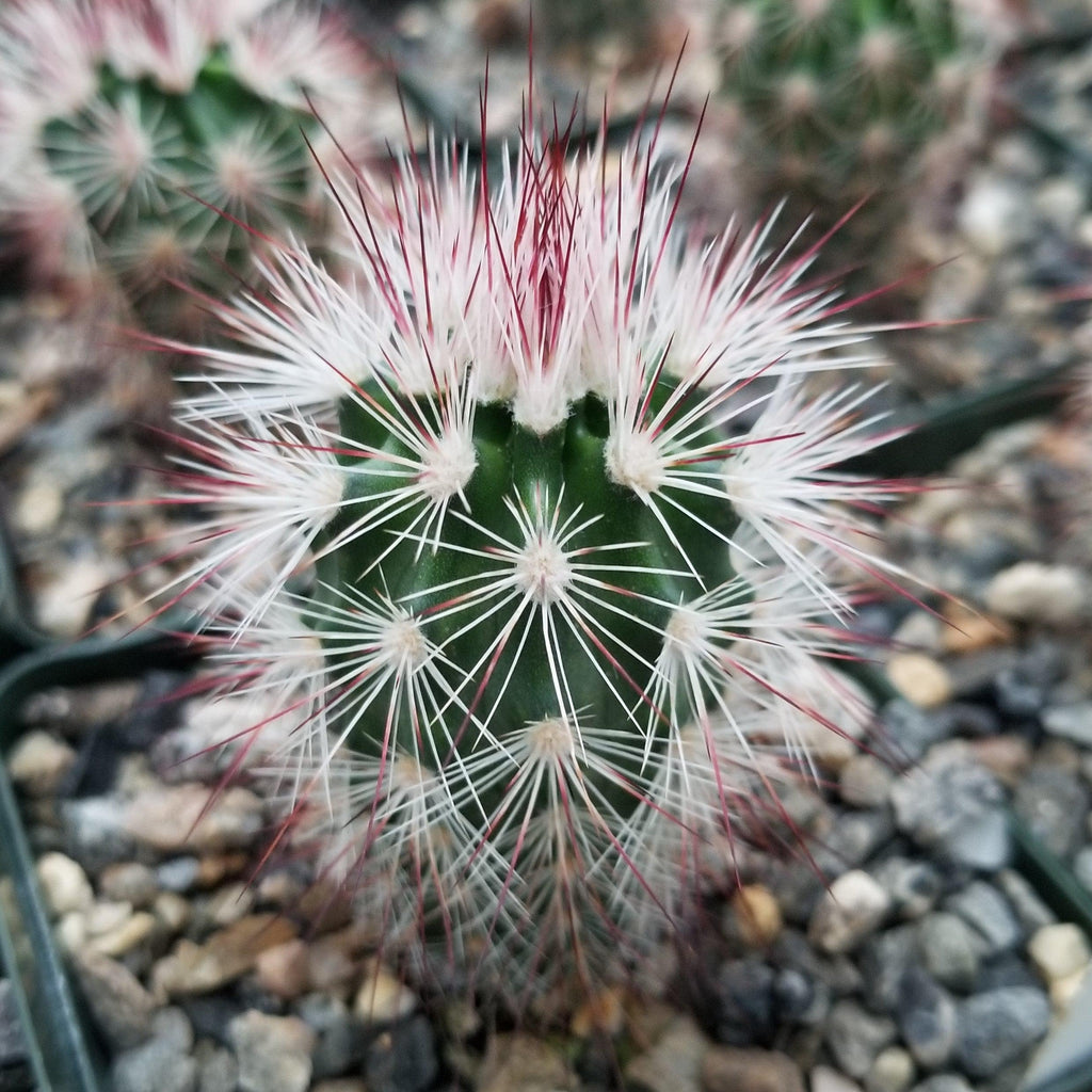 Echinocereus Rusanthus Vulpicandae