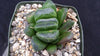 Haworthia truncata v. maughanii