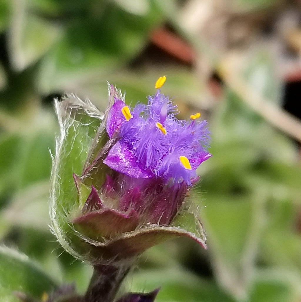Cyanotis somaliensis Pussy Ears