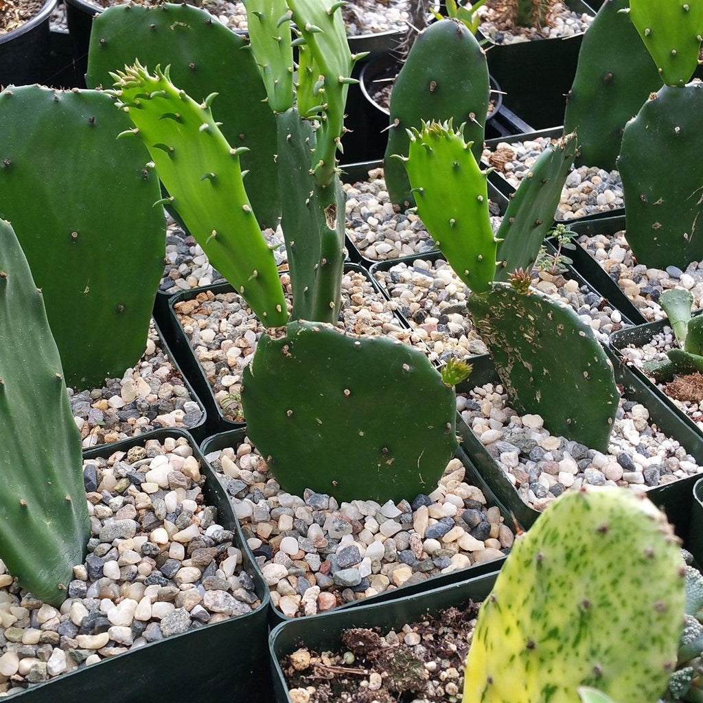 Opuntia Emerald wave