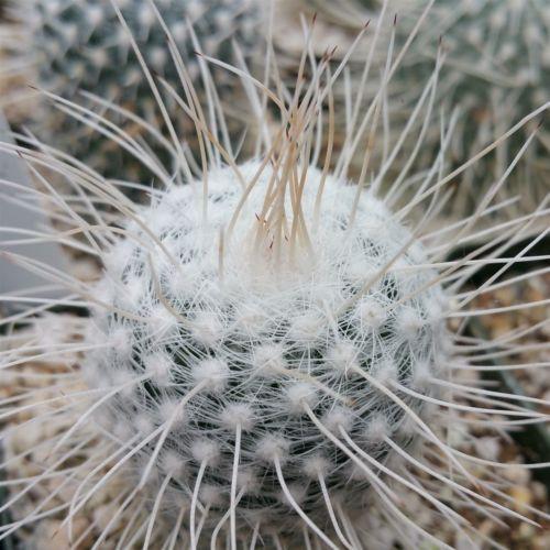Mammillaria Geminispina