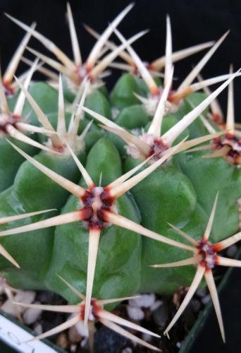 Gymnocalycium monvillei