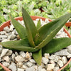 Aloe Black Gem – Alworthia Black Gem