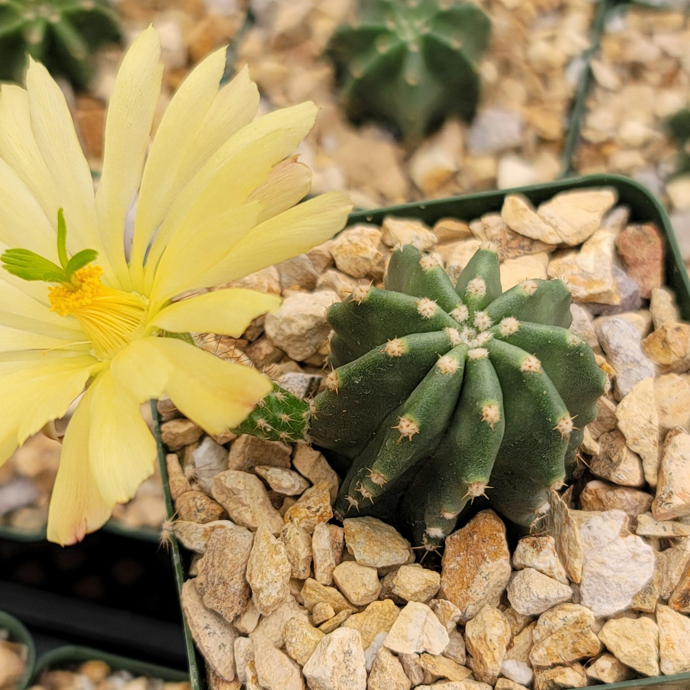 Echinocereus subinermis