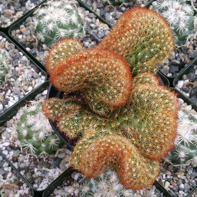 Mammillaria elongata cristata copper king