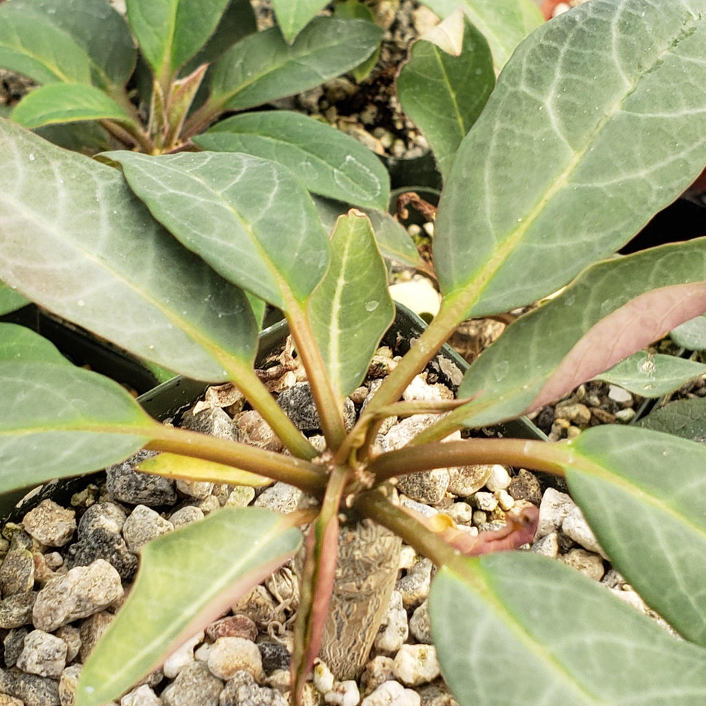 Eupforbia ankarensis