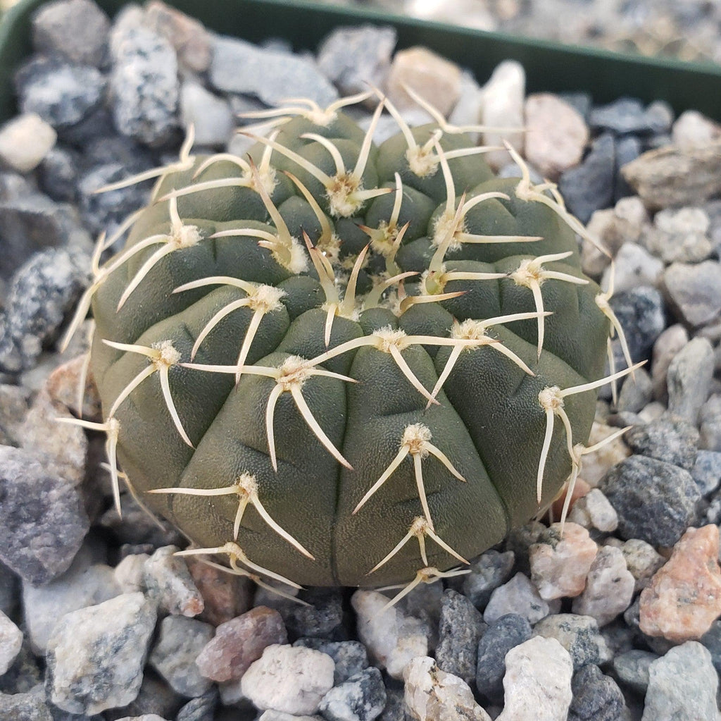 Gymnocalycium triacanthum