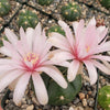 Gymnocalycium buenekeri