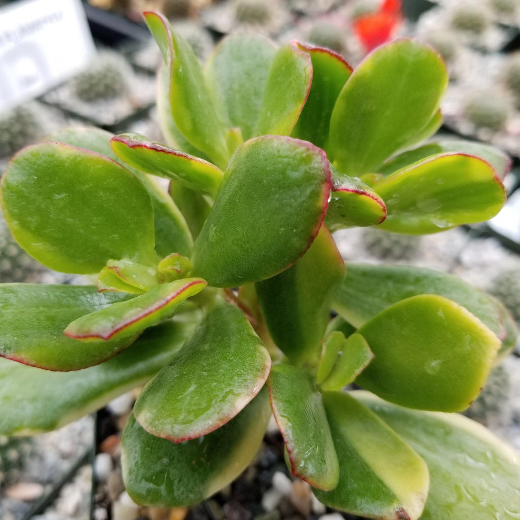 Crassula oblicua Lemon n Lime