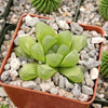 Haworthia obtusa